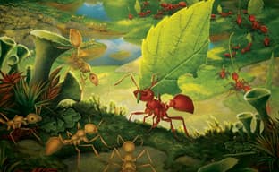 Цивилизация в крохотном мире: открылся предзаказ на настольную 4X-стратегию «Марш муравьёв. Улучшенное издание»