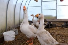 Видеосъемка фотоаппаратом Fujifilm X-T2