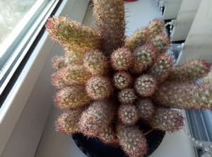 Обзор смартфона Meizu M5 Note