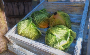 В Skyrim появилась некстген капуста. Представлены ультра реалистичные кочаны