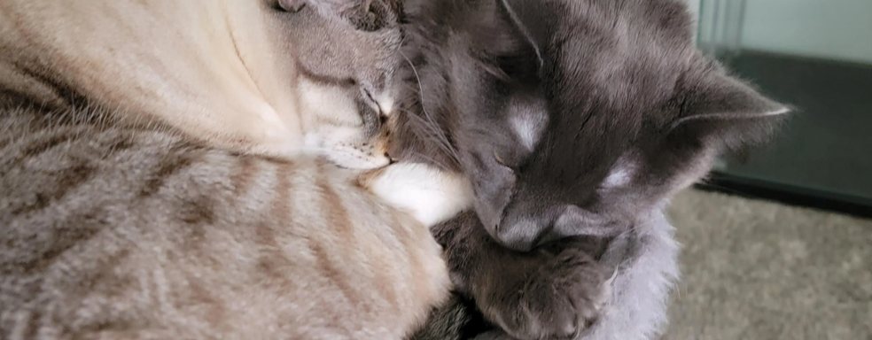 Геймер установил шипы на корпус ПК, чтобы коты перестали на нём спать и не мешали работать системе охлаждения