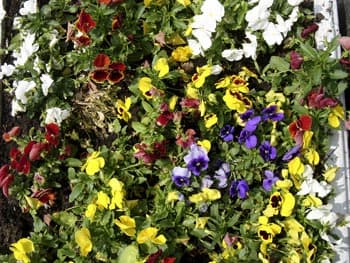 Panasonic DMC-LC1 Lumix