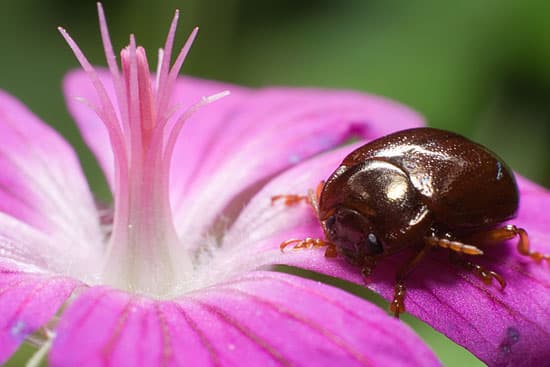Освещение - встроенная вспышка и рассеватель