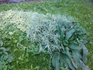 камера Oppo Finder — примеры снимков