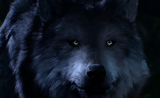 В QIWI пропала возможность пополнения баланса Steam рублями