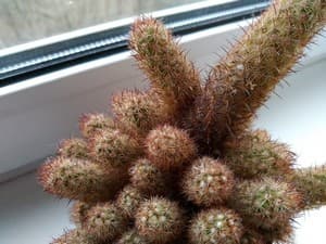 Смартфон Asus Zenfone 3 Zoom