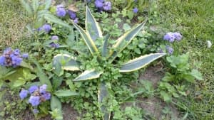 примеры снимков — Huawei Ascend P1 примеры снимков Huawei Ascend P1