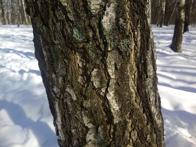 Обзор Highscreen Explosion. Демонстрационный снимок