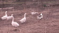 Посмотреть в полном размере