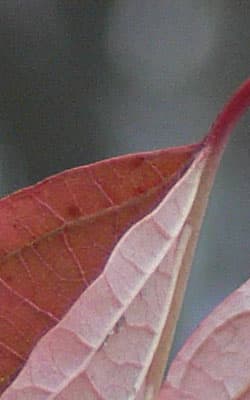 Panasonic Lumix DMC-FZ30