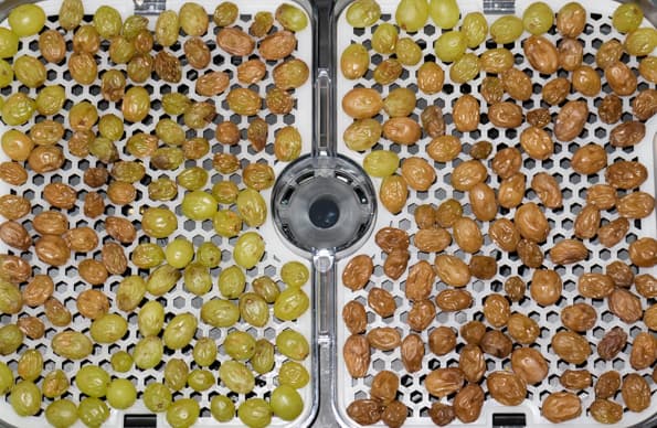 Дегидратор Gochu D-310