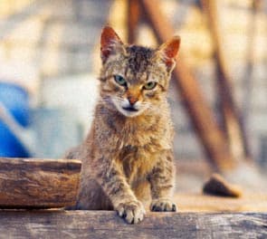 Конечное изображение, обработанное в RealGrain