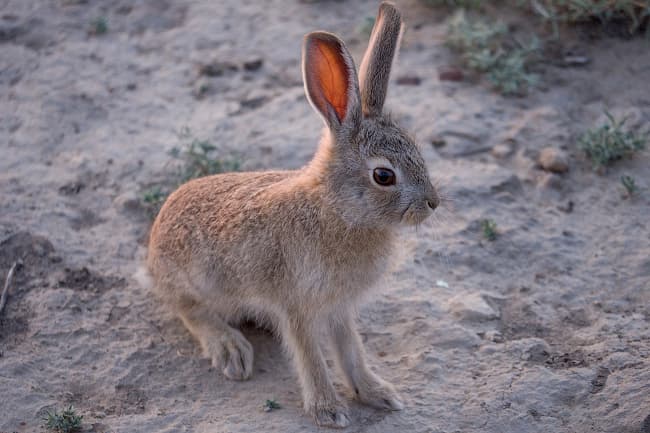 Panasonic GH3 — система фокусировки