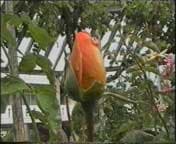 кодек YUV (без компрессии)