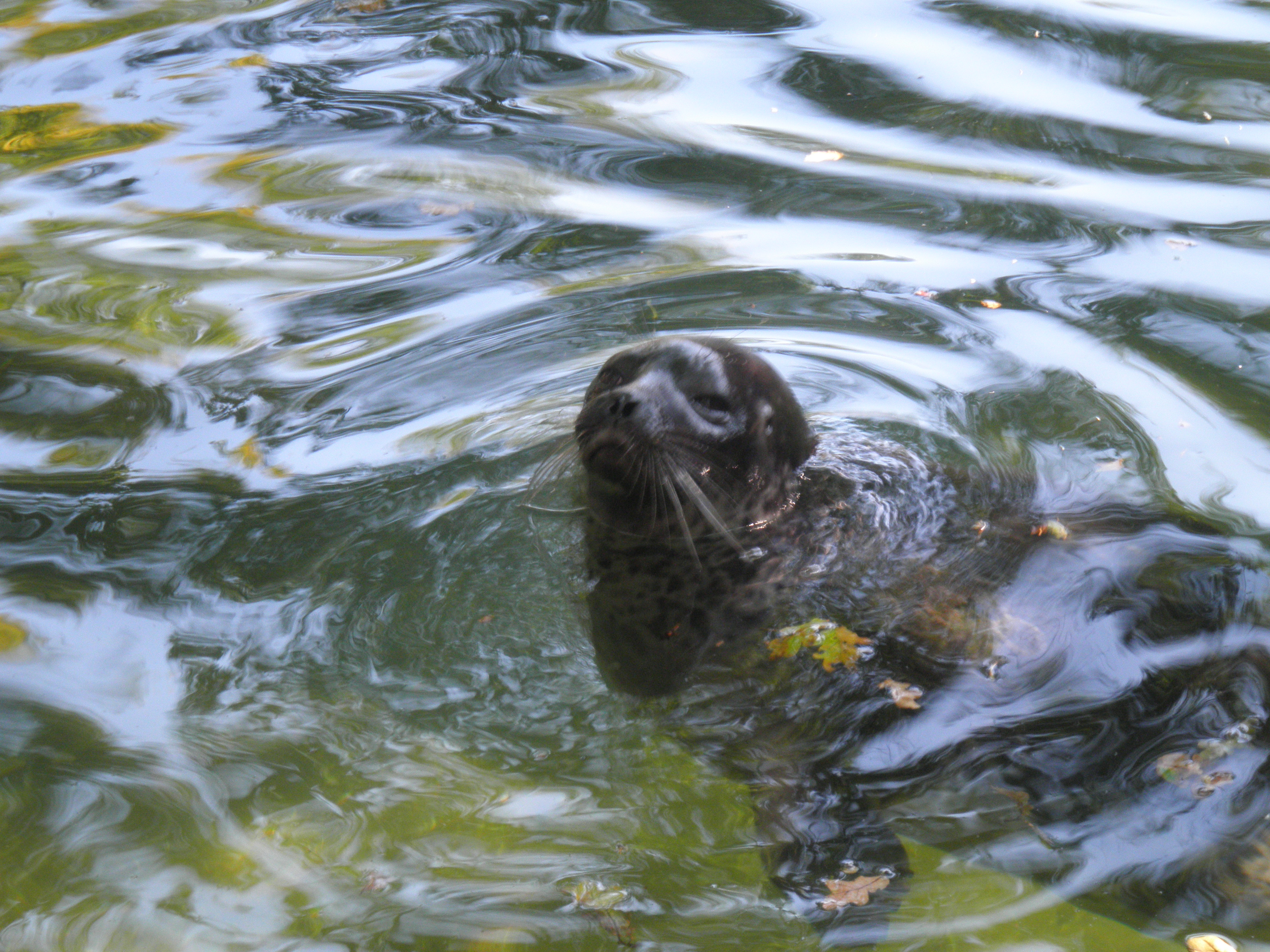 French Argos leaves Russia, it will be impossible to monitor seals and ...