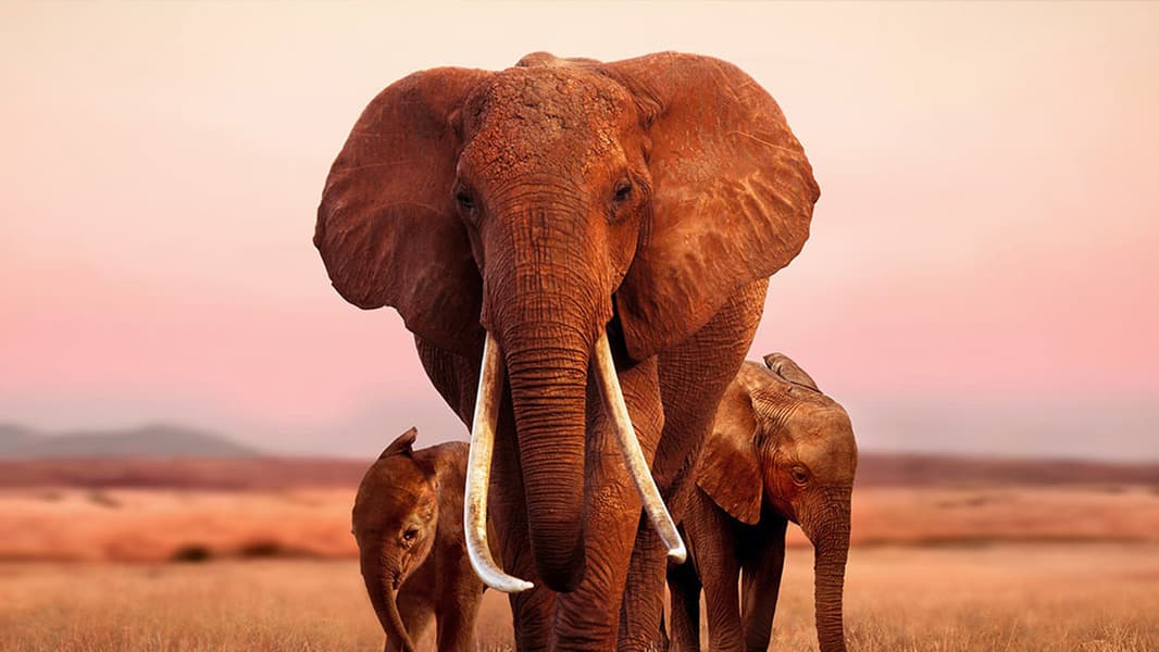 Apple купила права на документальный фильм про слонов