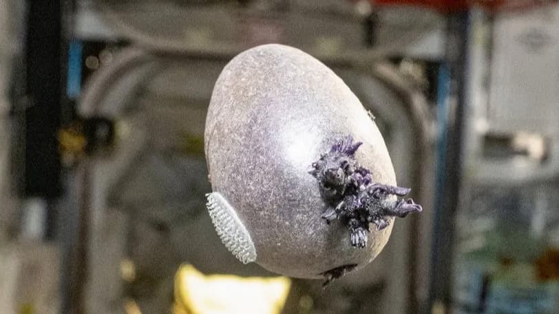 Почти как в «Марсианине»: астронавт NASA вырастил на МКС картошку и назвал ее «Спудник»