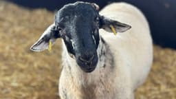 Смарт-трекеры для скота внедрили в фермерских хозяйствах трех регионов Казахстана