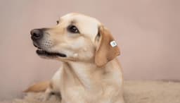 Россиян обяжут чипировать питомцев за свой счёт