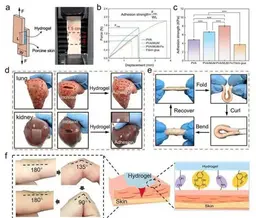 Uzbek Scientists Create Superhydrogel for Instant Wound Healing