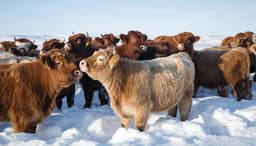 Эмбрионы уникального якутского скота вывели и заморозили учёные