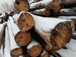Digital labeling of wood is planned to be introduced in Kazakhstan
