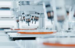 Breakthrough in Tissue Engineering: Sechenov University Scientists Learn to Control Cell Spheroids