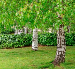 Пермские ученые придумали, как превращать березовую древесину в фотопленку