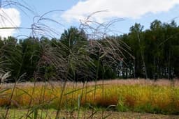 Поля России засеют мискантусом ради целлюлозы и композитных материалов