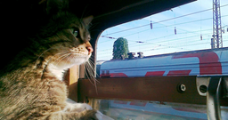  РЖД усовершенствуют перевозку животных после инцидента с котом Твиксом