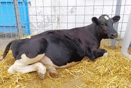 Клонировали тёлку: российские ученые вывели корову с улучшенными характеристиками