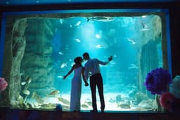 Столичные власти организуют подводную свадьбу в океанариуме «Москвариум» на ВДНХ