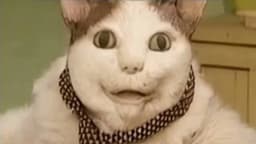 «Бу, испугался? Я тебя не обижу. Скажи мне код из SMS»: Центробанк показал ролик с ИИ-котом из мема