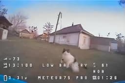 Если не мы, то кот!: Хвостатые вышли на борьбу с «птичками»