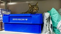 Курс на трансформацию: «Почта России» стала выдавать посылки в три раза быстрее благодаря QR-кодам