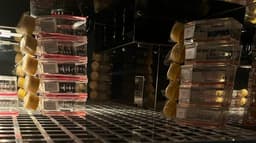 В Институте ядерной физики обнаружили влияние терагерцового излучения на метаболизм клеток рака кожи