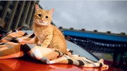 Lada Iskra с рыжим котиком: новинка АвтоВАЗа дебютировала в Белоруссии