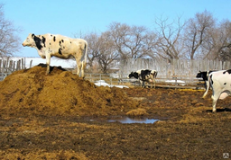 Навоз и угольную пыль превращают в прибыль томские учёные из ТПУ