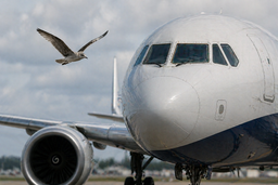 Удары птиц разрушают самолёты: авиадетали служат в 14 раз меньше