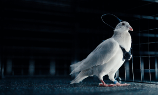 La empresa rusa Neiry convierte palomas vivas en drones con neurochips