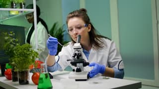 Científicos de Rusia y China crean un mapa genético de la resistencia a las heladas del té nacional