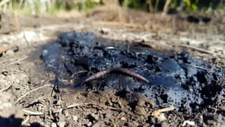 Crean en Omsk una biotecnología para limpiar suelos contaminados con petróleo mediante gusanos