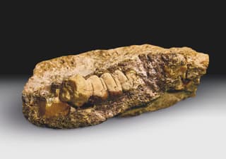 Rarest amber up to 50 million years old with traces of an ancient insect found in Kaliningrad