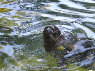 French Argos leaves Russia, it will be impossible to monitor seals and other endangered animals