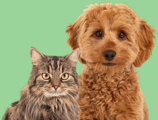 A neural network for finding pets will appear in Russia
