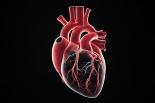 Rusia comenzará a producir sus propias bioprótesis de la válvula mitral del corazón