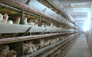 For poultry farms and livestock farms: Siberian scientists have developed an installation that neutralizes odors