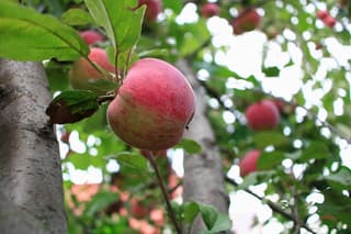 En Rusia desarrollaron un programa para ayudar a elegir frutas frescas