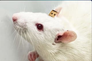 Experiment "Pythia": A rat's brain was connected to AI in Moscow