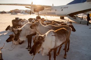 Fly Like a Deer: For the Fourth Reindeer Herders Congress, Polar Airlines Transported Honored Guests from Tiksi to Yakutsk on a Cargo An-26